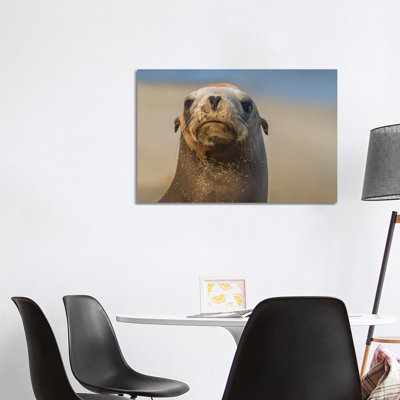 California Sea Lion, La Jolla, California 1 Piece Wrapped Canvas Wall Art