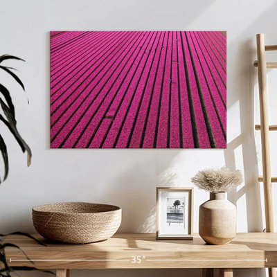 North Holland Tulip Fields
