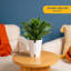 Dracaena Plant in Planter