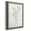 «Botanical Study in Sage II», reproduction d'art sur toile-466874868