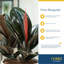 Burgundy Rubber Plant in Basket
