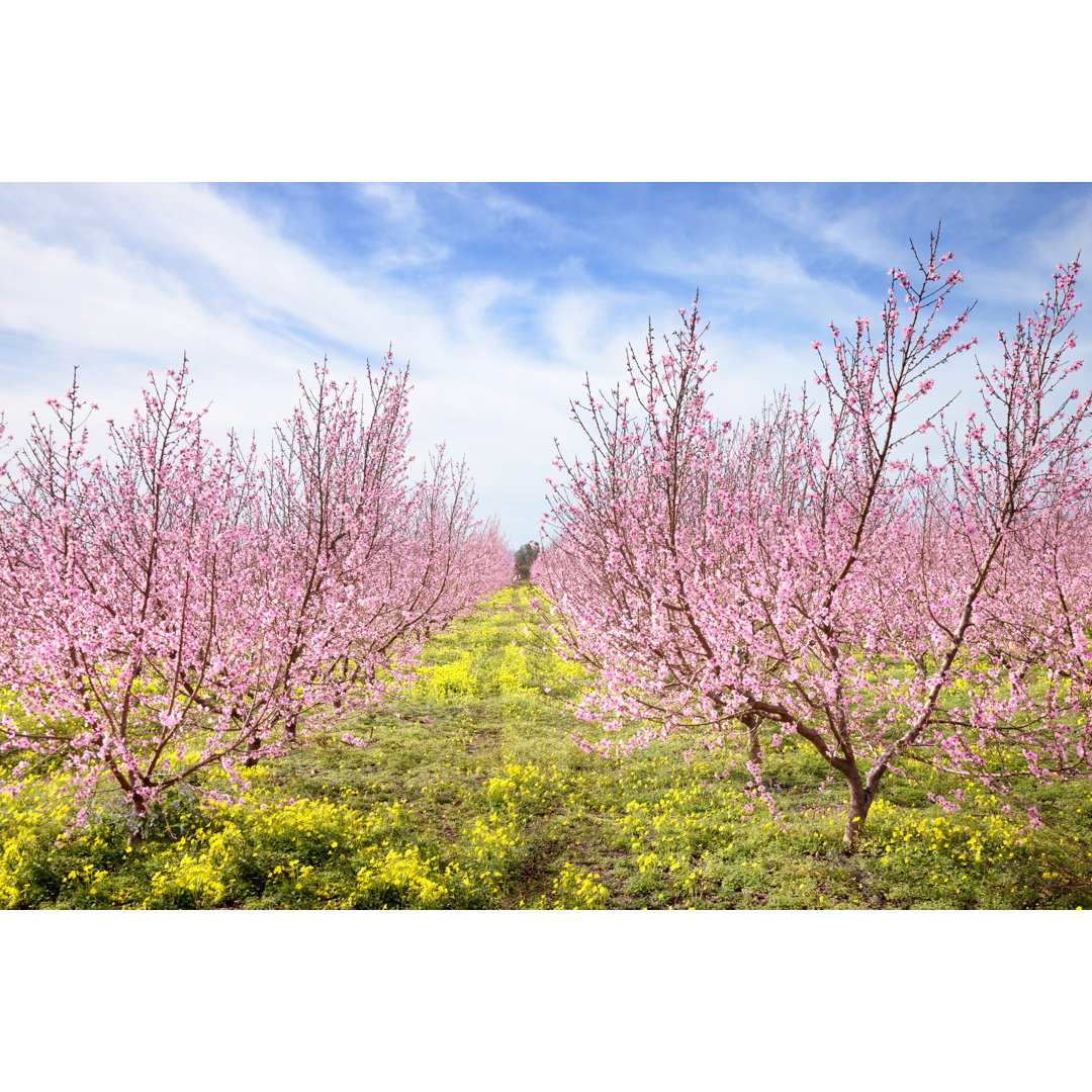 Pfirsichbäume in voller Blüte