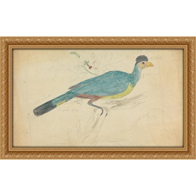 Grand turaco bleu