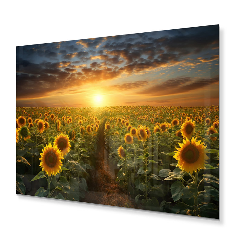 Tournesol doré, impression panoramique sur métal, H 12 po x l 20 po