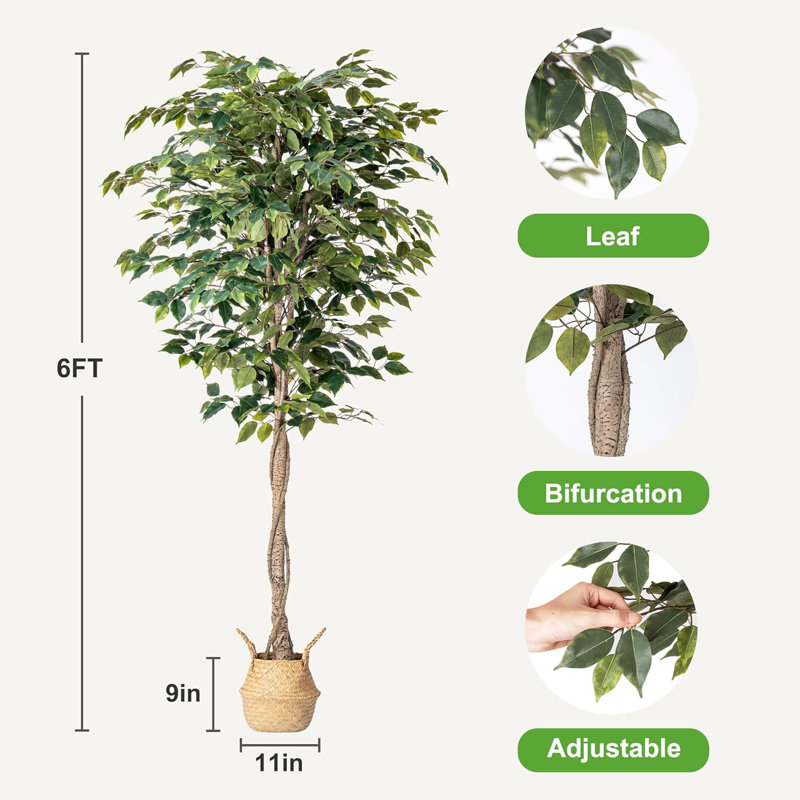 72 plantes