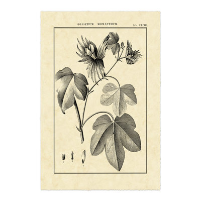 Vintage Botanical Study IV by Sellier - Wrapped Canvas Print