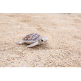 SMALL SEA TURTLE