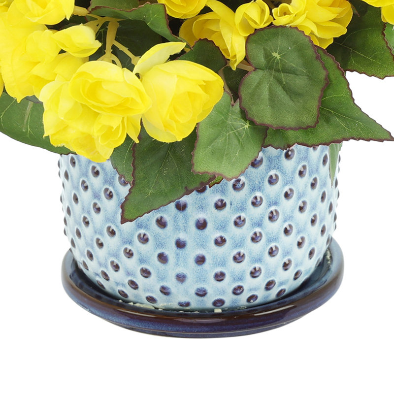 Begonias in Dotted Ceramic Pot, Yellow