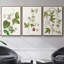 «Passion Flower Trio I», ensemble de 3 toiles encadrées-97709345-97709352