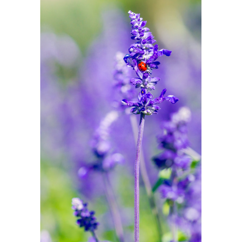 Kempas Red Ladybird - Wrapped Canvas Print, 46cm H x 30cm W x 3.8cm D