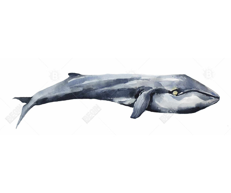  Whale - Canvas Home Decor for Animal Lovers
