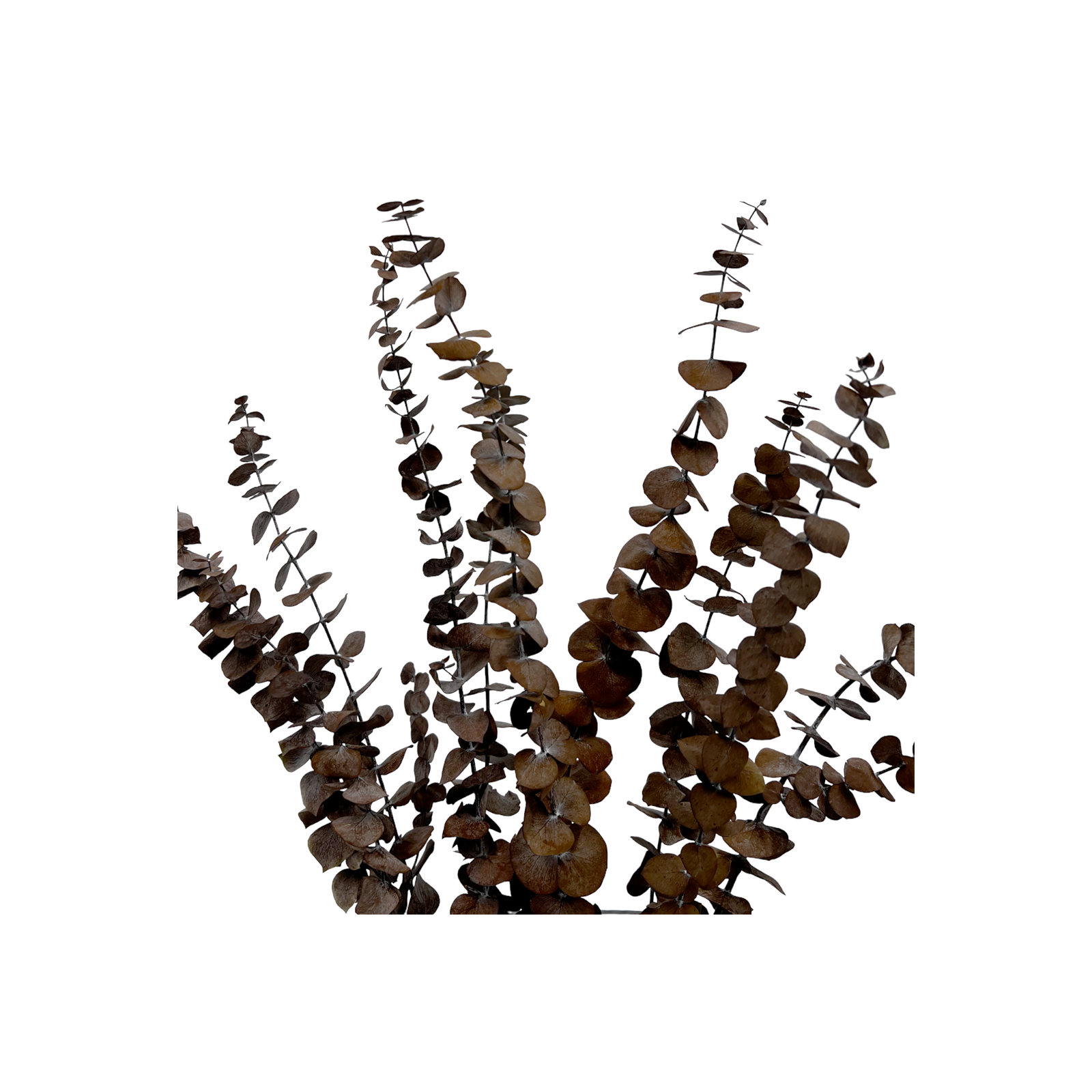 Bundle of 4 Dried Preserved Baby Eucalyptus Bouquets, Coffee