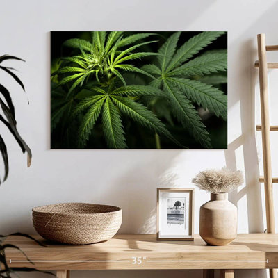 Cannabis In The Dark
