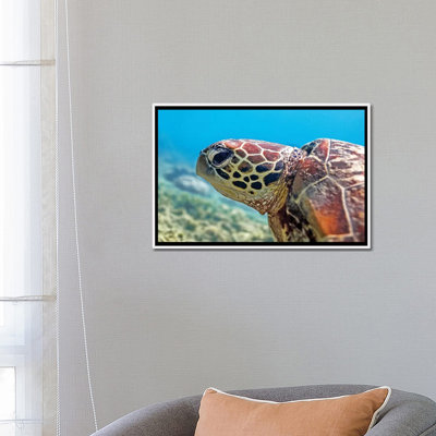" Turtle Head Nature Underwater "