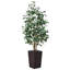 Adcock UV Protected Artificial Ficus Tree with Decorative Base, Faux Ficus Plant with Natural Trunk-1722551521-1722551526