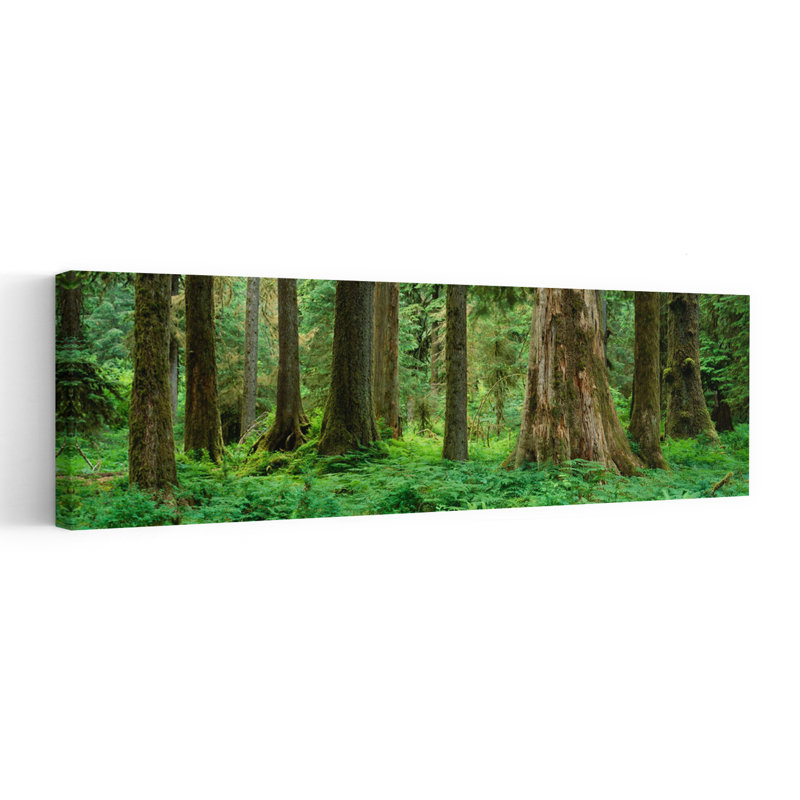 Arbres dans une forêt tropicale, forêt tropicale Hoh, parc national olympique, Washington State, États-Unis