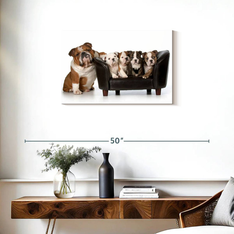Bulldogs anglais Brampt, H 20 po x l 30 po