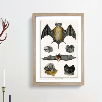 Various Bats XIII by Oliver Goldsmith - Picture Frame Painting Print