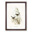 Striated Reed Larks by Elizabeth Gould - Framed Print-55615783-55615785