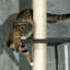 270cm H Cat Tree