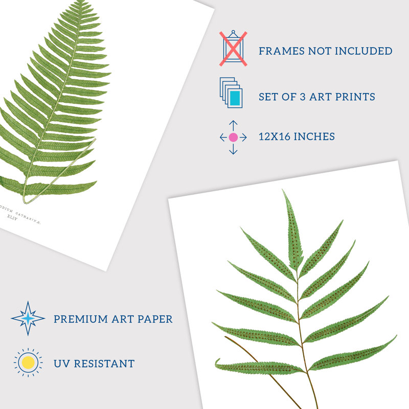 Botanical Aesthetic Single Fern Leaves Detailed Fern Frond Vintage - 3 Piece No Frame Print Set