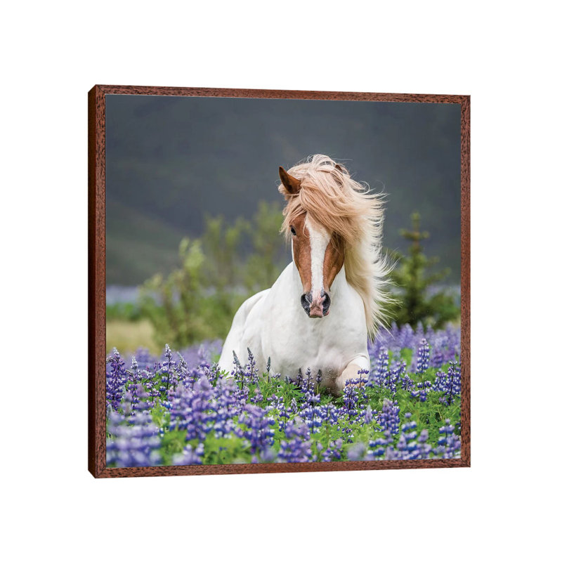 Trotting Icelandic Horse II, Lupine Fields, Iceland by Panoramic Images - Print on Canvas, 45.72 cm H x 45.72 cm W
