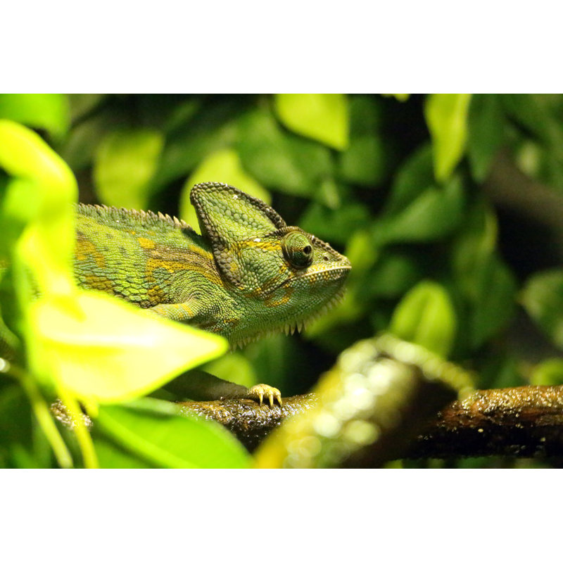 Leilend Chameleon - Wrapped Canvas Print, 30cm H x 46cm W x 3.8cm D