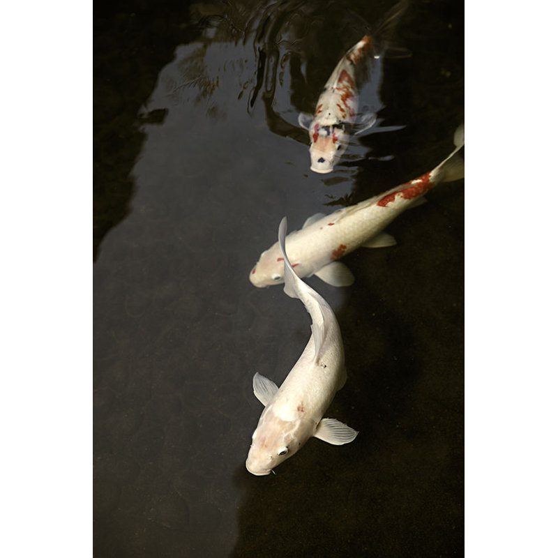 Libert? I Print by Karyn Millet, 36" H x 24" W x 1.5" D, Image Brush Gel