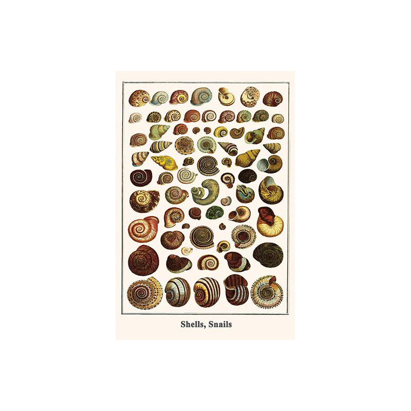 « shell escargots » par albertus, impression seba, H 42 po x l 28 po x P 1,5 po