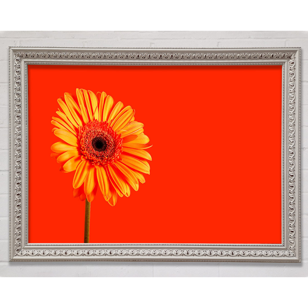 Orange auf Orange Gerbera - Druck