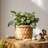 Pot Planter-1337045689