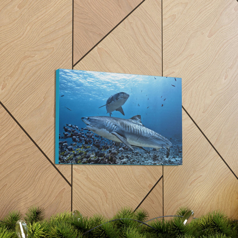Tiger Shark Hunting Tiger Shark on Hunt Print Animal Wall Art, 12" H x 16" W