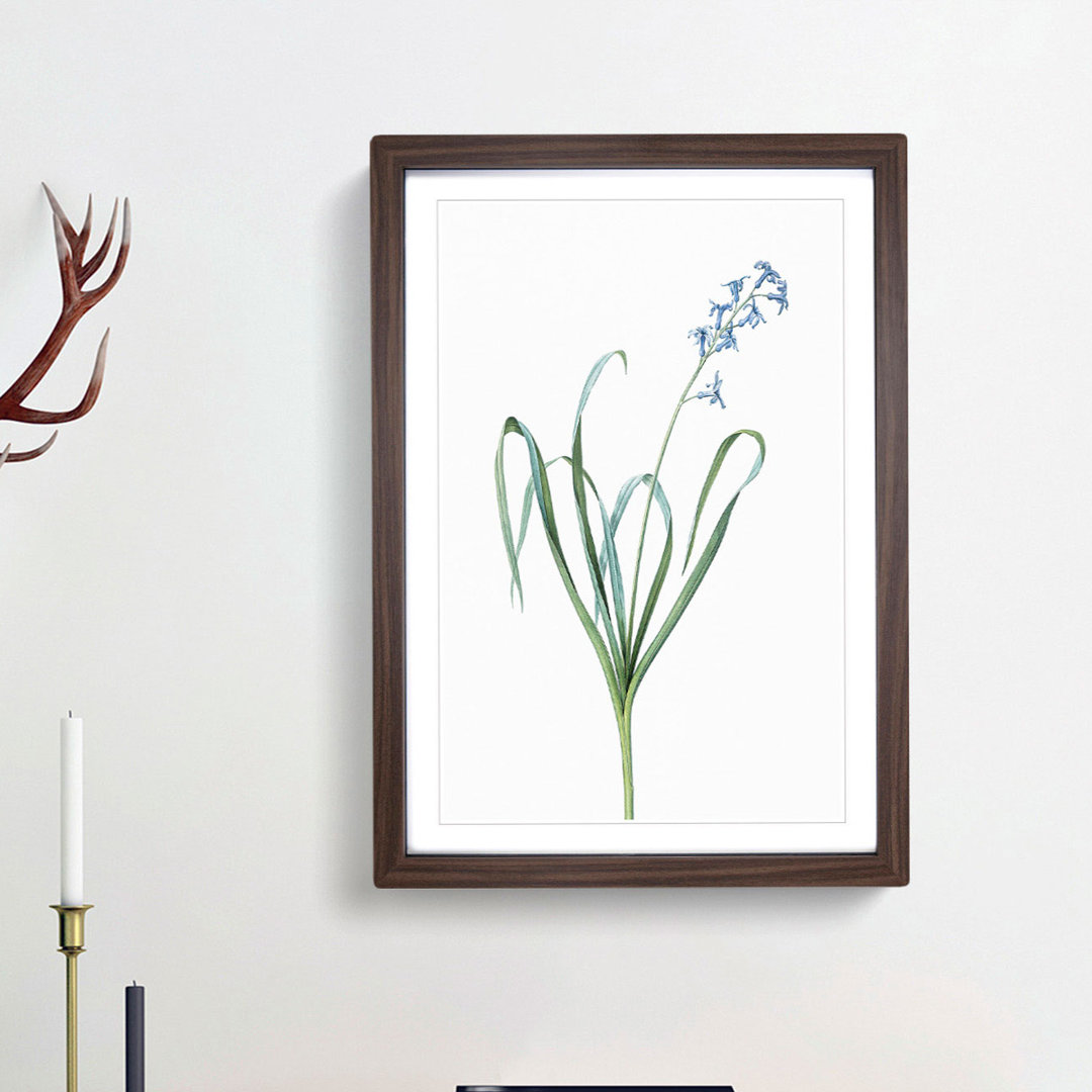 Dutch Hyacinth by Pierre-Joseph Redoute - Picture Frame Painting Print