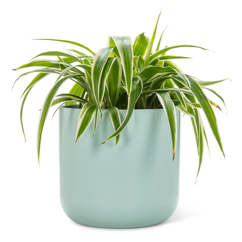 Ceramic Cachepot, 7" H x 7" W x 7" D, Mint Green