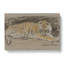 Study Of A Tiger Vol.1 by John Macallan Swan - Wall Art-61837919-105967669
