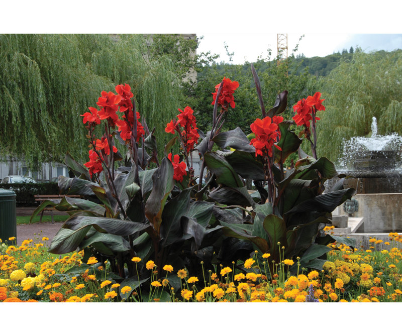 Van Zyverden Cannas Giant Knight Set of 6 Bulbs