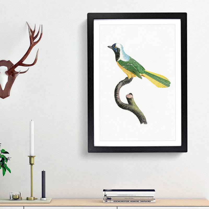 Peruvian Jay Bird by Jacques Barraband - Picture Frame Painting Print, 36cm H x 27cm W x 2cm D, Black Framed
