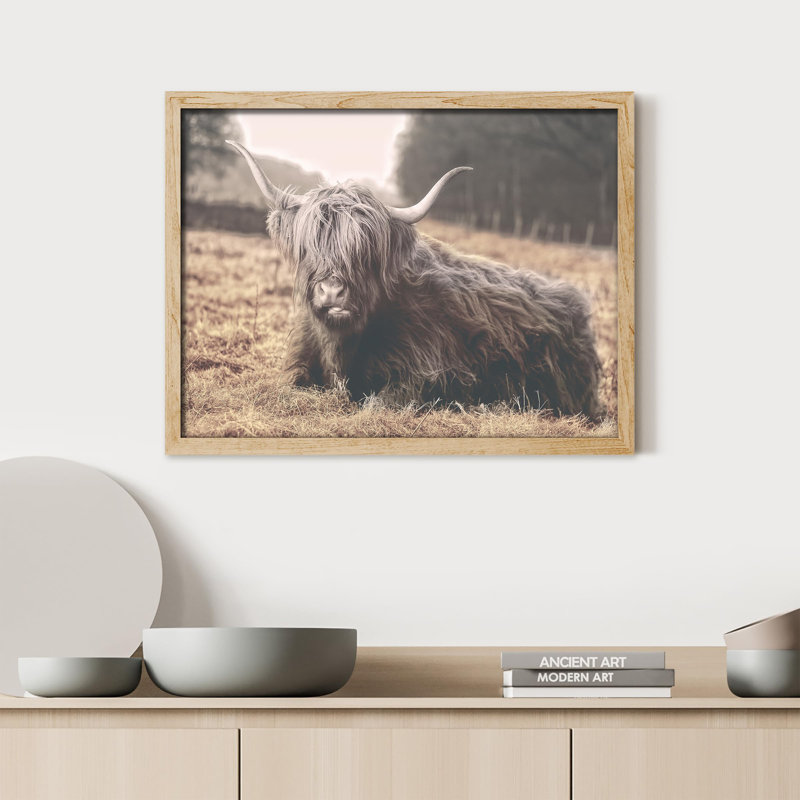 «Vache rétro Shetland, vache, bovins, animaux de la ferme» sur papier, Naturel, H 11 po x l 14 po