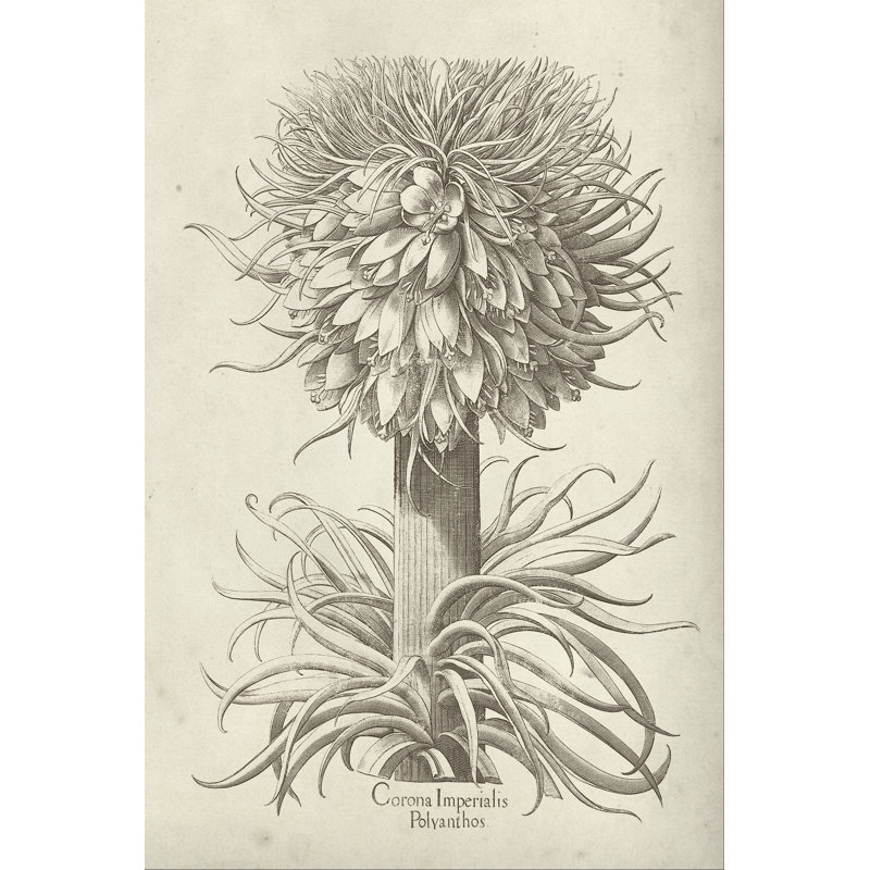 Fresco Crown Imperial I - Wrapped Canvas Print, 46cm H x 30cm W