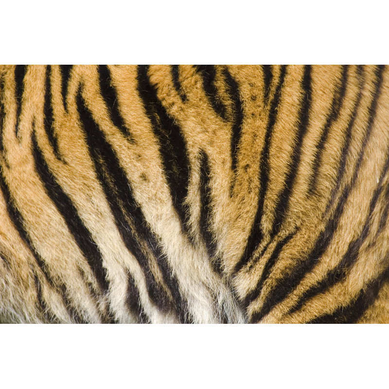Tiger Stripes by Delius - No Frame Art Prints on Canvas, 81cm H x 122cm W