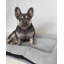 Vera Pet Bed-1414211315-1414211326