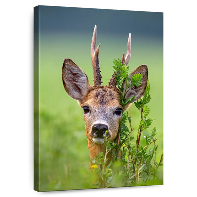 Deer Peeking