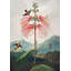 Sensitive Plant From The Temple Of Flora - Wrapped Canvas Art Prints-1456831170