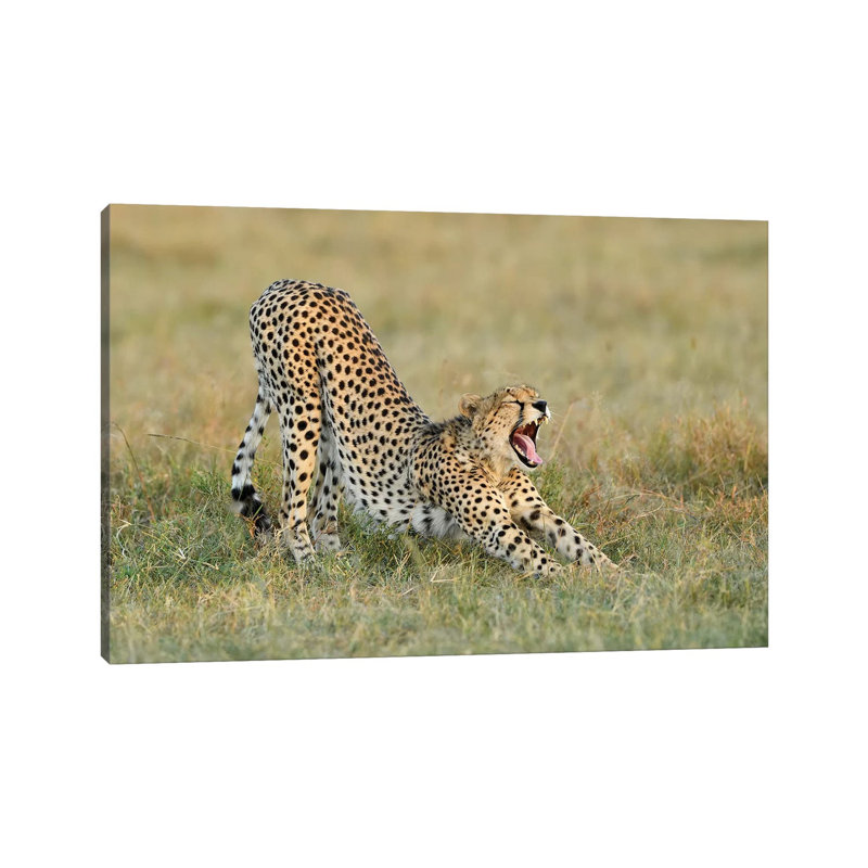 Steaching Cheetah by Elmar Weiss - Wrapped Canvas Print, 20.32cm H x 30.48cm W x 1.9cm D
