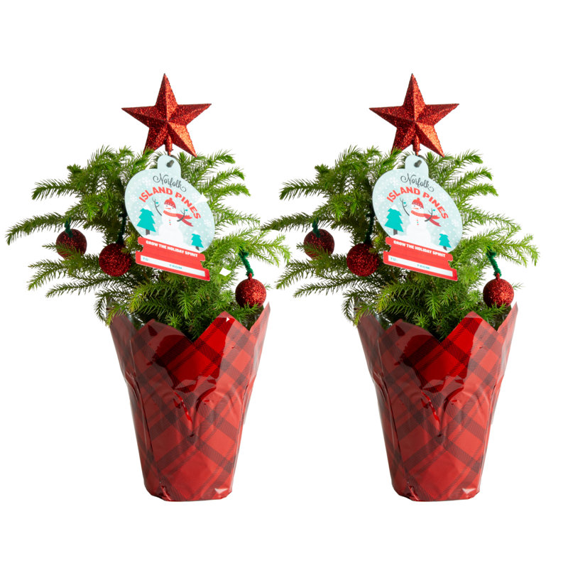 Norfolk Island Pine in Holiday Gift Wrap and Ornaments 1' Green Pine Fresh Cut Christmas Tree