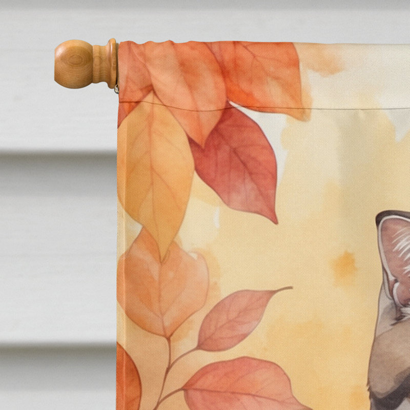 Chat en feuilles d'automne, Scottish Fold