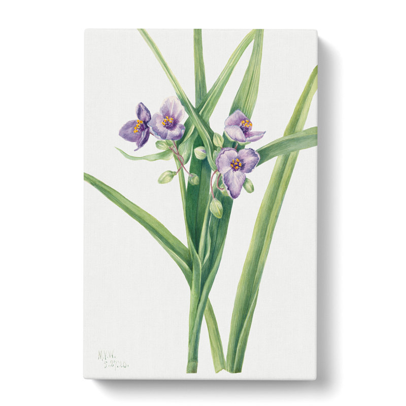 Virginia Spiderwort by Mary Vaux Walcott - Wrapped Canvas, 50cm H x 35cm W x 3cm D