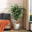 Alitza Faux Tree-1597517346