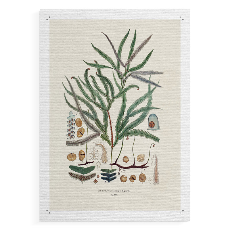 Botanical Society Ferns VII -Impression sur toile seulement - NON-CADRE, H 18 po x l 12 po