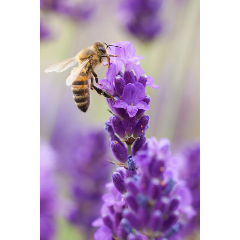 Tillbury Bumblebee - Wrapped Canvas Print, 46cm H x 30cm W x 3.8cm D